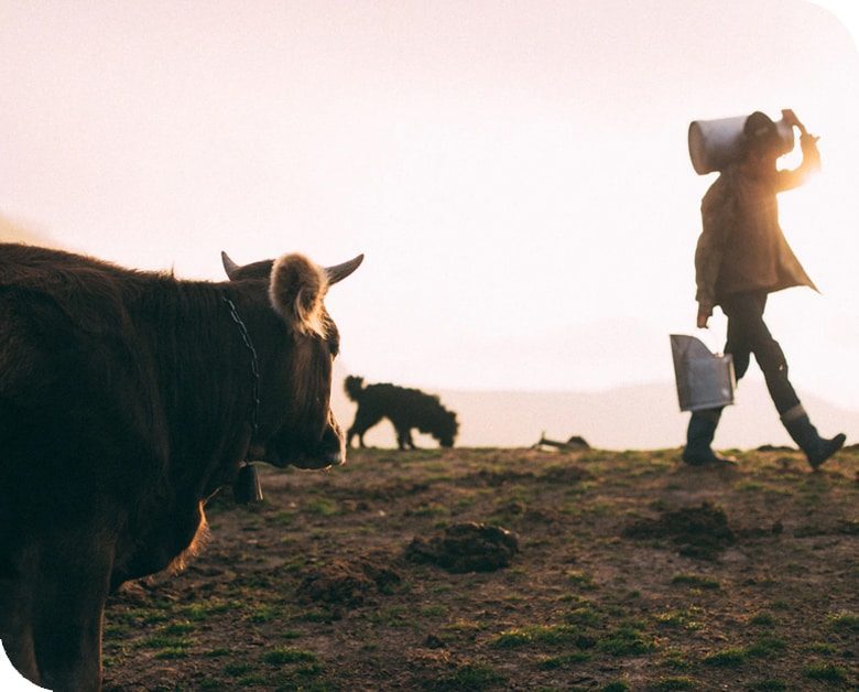 cowfarm cow farm milk